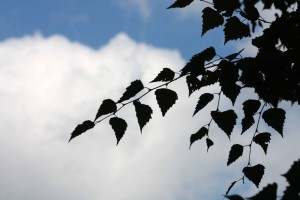 IMG 0996 (FILEminimizer)